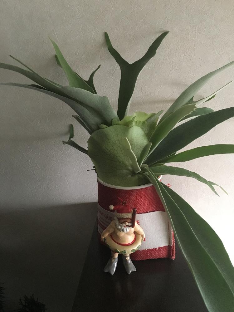部屋の画像 by 甘酒さん | 部屋と観葉植物と多肉棚DIYと多肉大好きと多肉ちゃんと花のある暮らしと多肉寄せ植え