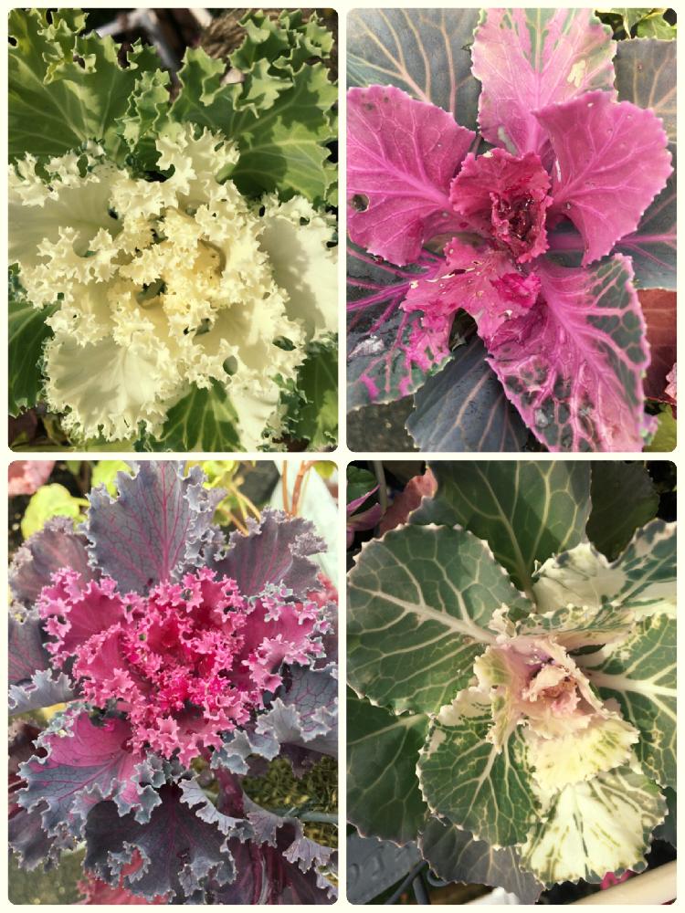 の画像 by 水無月さん | ハボタンと元気に育ちますようにと黒い葉とお花みたいと緑の葉っぱとハボタンの寄せ植えと富山支部と寒いっ!と白い葉っぱとピンクの葉っぱときれいと寒さに負けるなときれいな色とキレイな葉っぱとかわいいな♡とおおきくなあれとハボタン♪と葉牡丹の寄せ植えと葉牡丹ちりめん