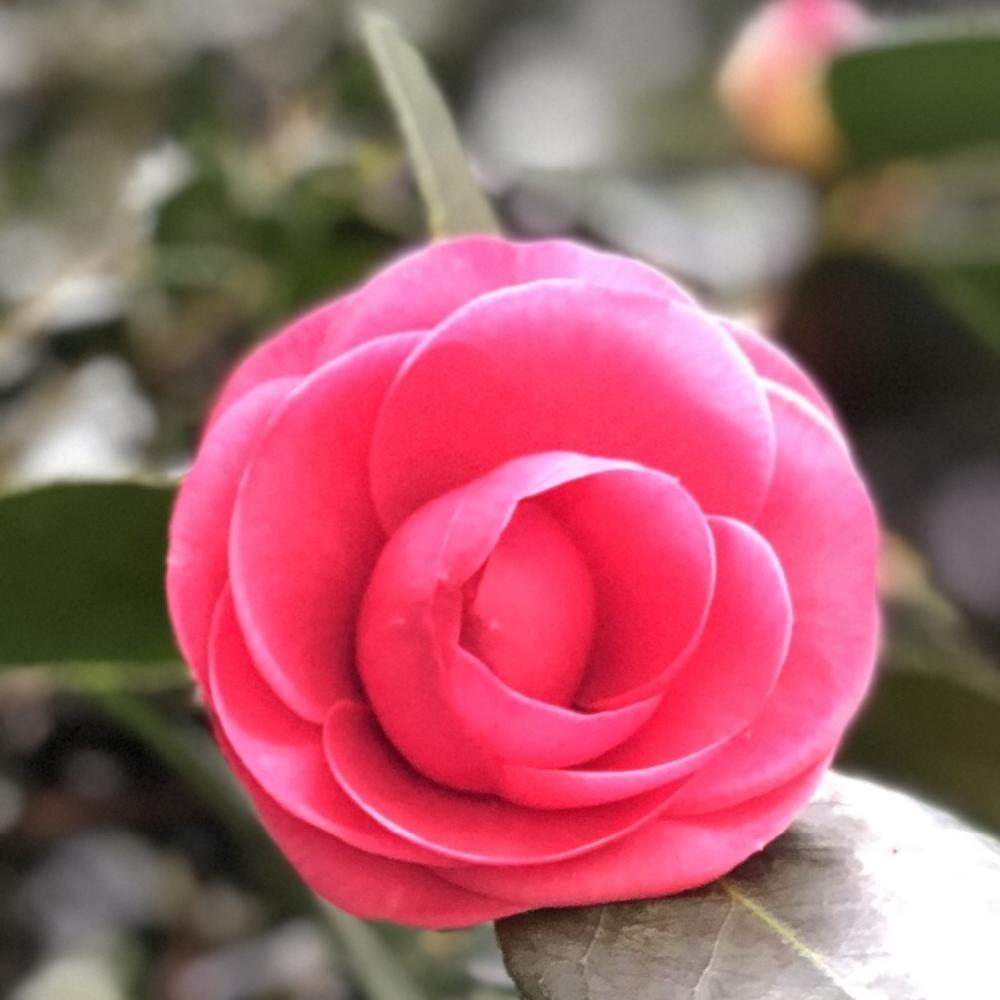 の画像 by Rikkoさん | ツバキとピンクの花と北の大地北海道と台風21号被災者応援とガーデニングと花のある暮らしと頑張れ♡えっこと地植え