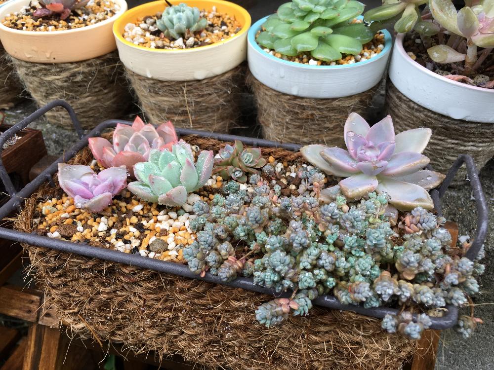 小さな庭の画像 by ぷちこさん | 小さな庭とサブセシリスとゴースティンと多肉植物と寄せ植えとノンフィルターと紅葉する多肉と雨ざらしと植中毒