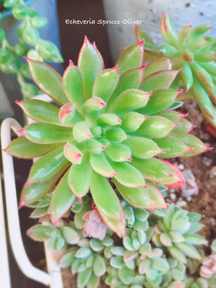 棚の画像 by くみさん | 棚とセダム属と多肉植物と観葉植物と植物のある暮らしと多肉大好きと寄せ植えと癒しとアエオニウム属と植中毒と今日の一枚と今日のお花とエケベリア属と多肉女子とタニラーと可愛いとガーデニングと花のある暮らしとかわいいな♡と多肉寄せ植えとバルコニスト
