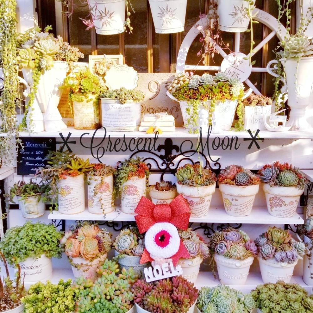 棚の画像 by *☆三日月☆*さん | 棚とCAM植物と多肉植物とHTCと〆のオヤジ祭りと多肉のある暮らしと雑貨好き♡と多肉色物と多肉寄せ植え