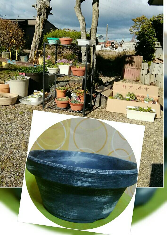 の画像 by みぃみぃ♪さん | 素焼きの鉢と多肉植物と渋めな色合いとダイソーとGS映えとリメ鉢と可愛い多肉ちゃん❤︎と多肉ラボ©と大きくな〜れ!と日光浴と❤️いいね、ありがとうと12月とリサイクルショップとアクリル絵の具と花のある暮らしとタニク初心者とセカンドストリ-トと癒しのひと時
