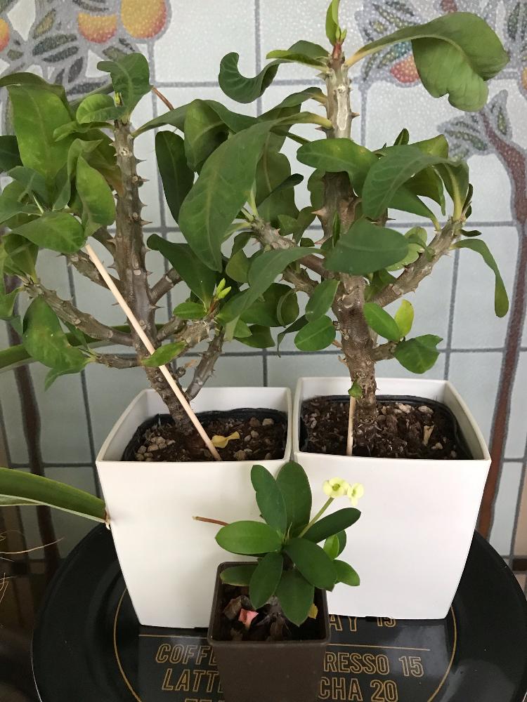 窓辺の画像 by TORATORAさん | 窓辺と植物大好きと植中毒と花のある暮らしと100均植物とタニク初心者と花キリン倶楽部と植物愛