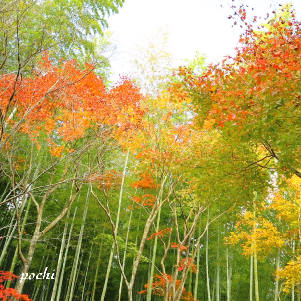お出かけ先の画像 by ポチ音さん | お出かけ先と京都嵐山と竹林タグと天龍寺と京都市と京都と京都嵯峨野と秋の風景と平成最後の秋と嵐山ともみじ紅葉と平成の風景