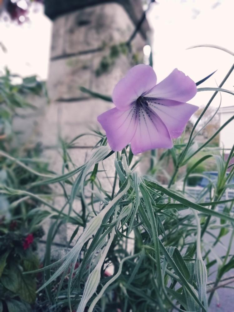 小さな庭の画像 by Bellemountさん | 小さな庭とアグロステンマと背丈のある植物とピンクの花と冬の日とアグロステンマ♪と一年草