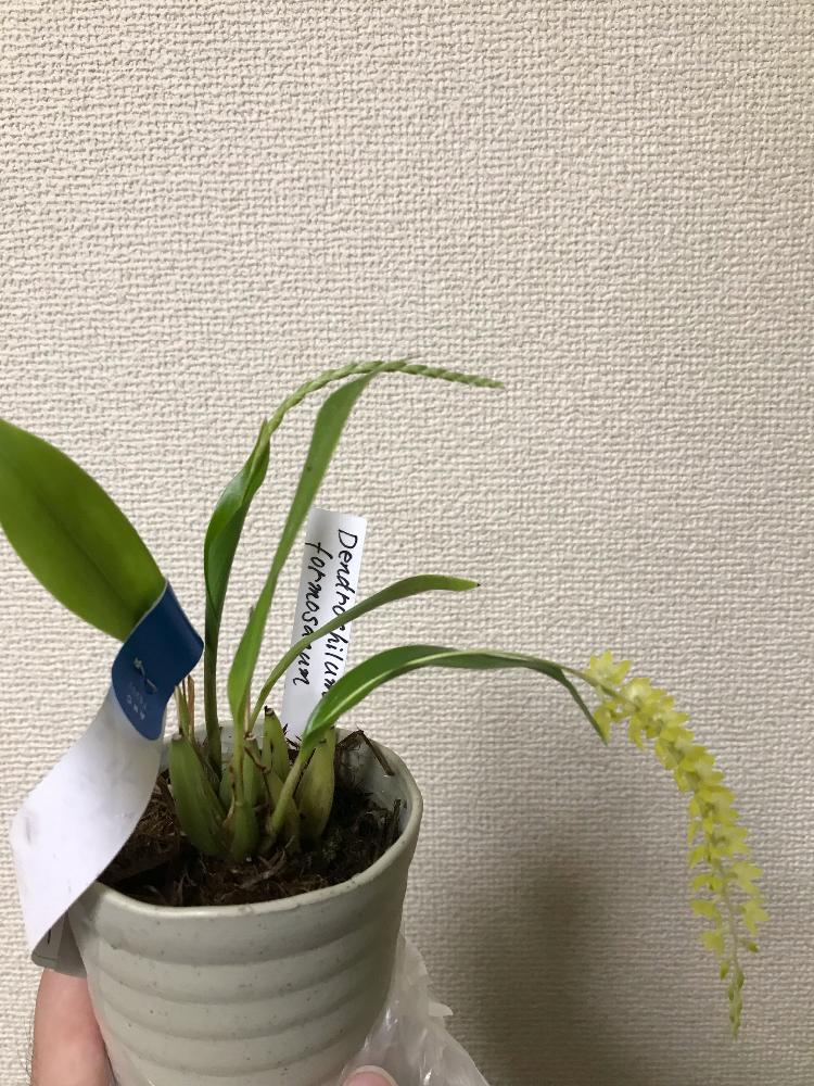 部屋の画像 by K Kenさん | 部屋とデンドロキラム フォルモサヌムとデンドロキラム。と植物男子と蘭科植物とマイコレクションとB型とバリけっこいと植中毒と今日の一枚と今日のお花と洋ランと鉢植えとうどん県人会と記録用と金額とゲイの園芸といい香り