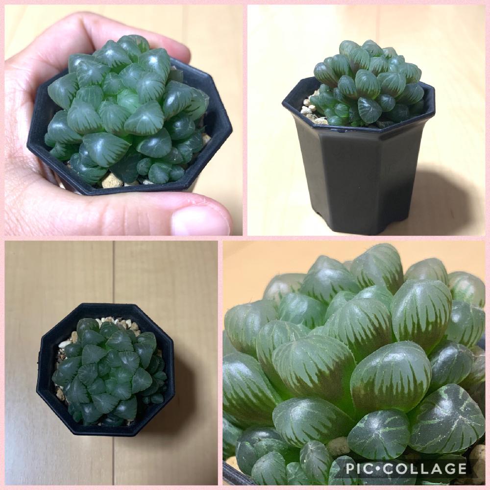 部屋の画像 by yuki(๑・㉨・๑)さん | 部屋とHTCと幸せ♡と癒しとHTC108と植中毒と佐賀県とGARAMちゃんから頂き物と記録yukiとひとりごとと加工なし(^_^)v