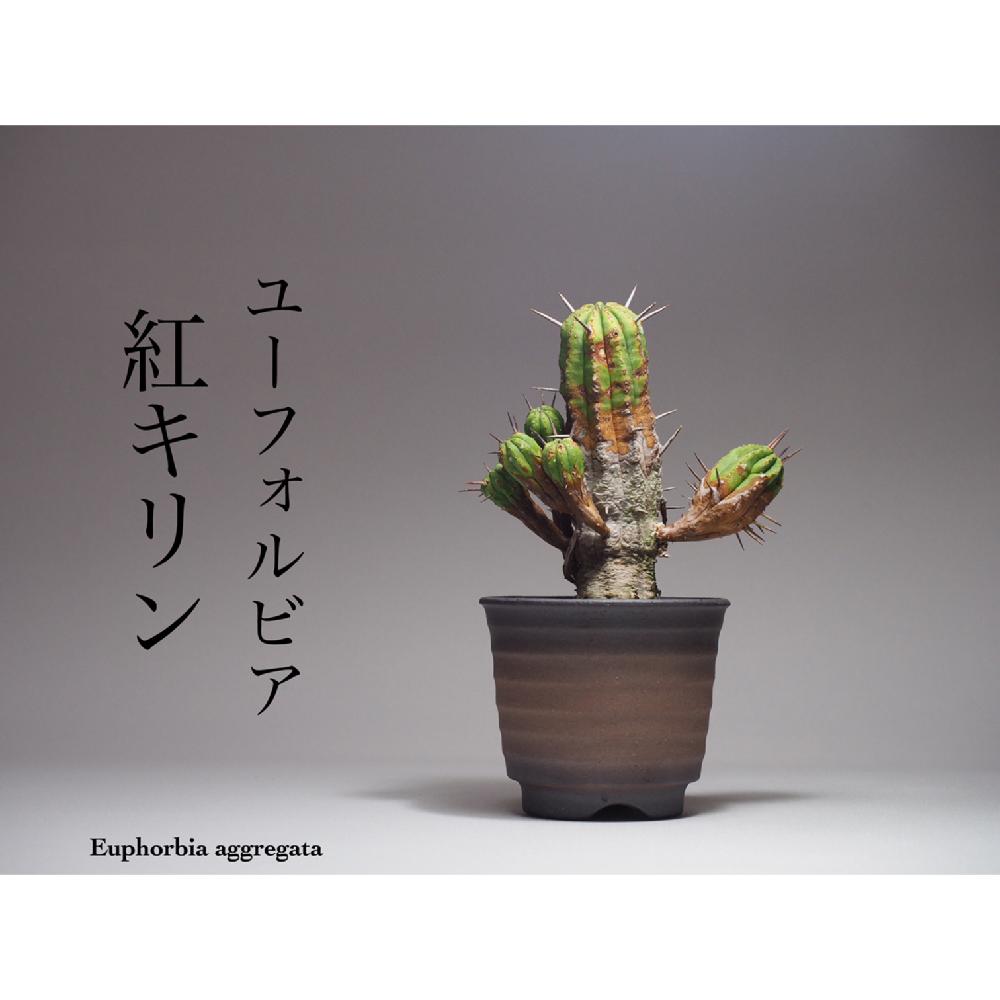 部屋の画像 by Tenさん | 部屋と紅キリンとEuphorbia aggregataと多肉植物と「叢」風と陶器鉢と和鉢とGS映えとコーデックスとTen'sユーフォルビアと塊根植物と成長記録とアートなTen写と珍奇植物とTen'sコーデックスとユーフォルビア
