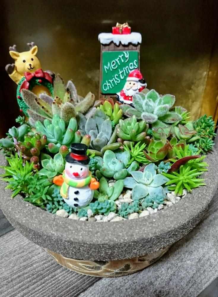 部屋の画像 by のりっぺさん | 部屋と銀明色とクラッスラ 火祭りとセダム オーロラとセダム 虹の玉 とパキフィツム フーケリーとエケベリア ボンビシナとカランコエ ゴールデンラビットとセダム 乙女心とX'mas仕様♥️と冬はどうなるか?とタニラーと多肉ちゃん初心者とバルコニスト