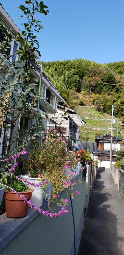 小さな庭の画像 by 天空のバラの五線譜さん | 小さな庭と立体的な庭造りとバーゴラとイングリッシュガーデンと紅葉(こうよう)と花のある暮らしと色彩の心と花色癒しと里山のある暮らし