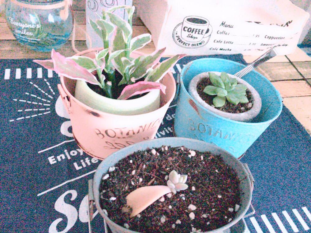 部屋の画像 by babi☺︎さん | 部屋とダイギンリュウと白牡丹とマッコスと多肉植物とハクボタンとペディランサス 大銀竜とオリヅルランの子株と マッコス