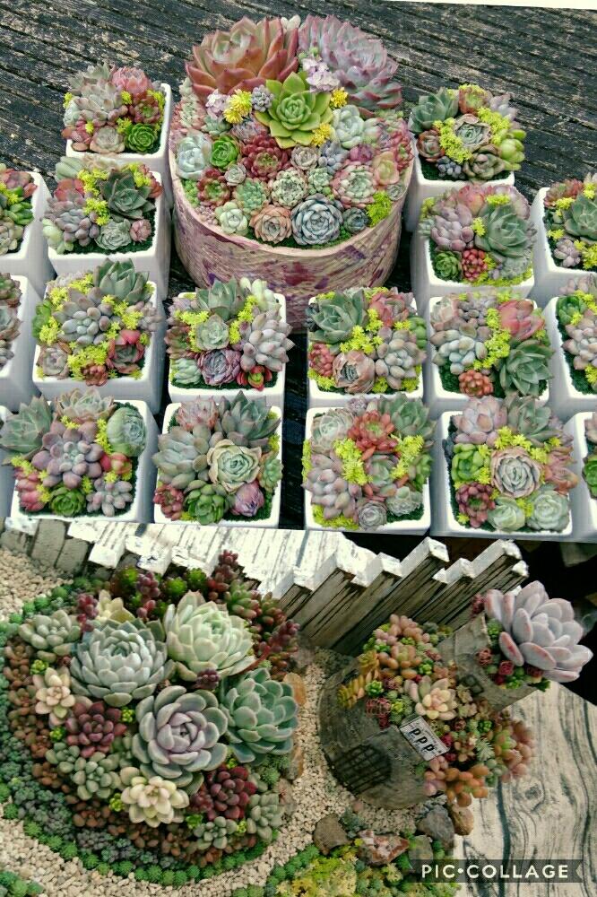 お出かけ先の画像 by フラワーさん | お出かけ先とHTCと神奈川タニラーとGS映えと植中毒とHTC:243とタニラーとpppとゆるキャラ倶楽部とlier多肉フェスティバルと多肉2年生