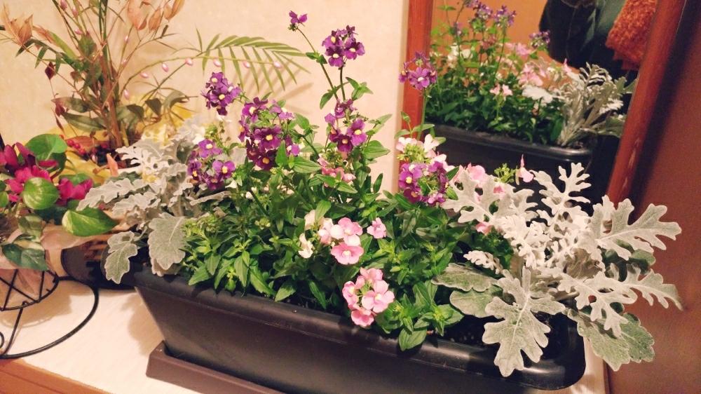玄関の画像 by あらしばさん | 玄関と白妙菊とネメシアとはじめての寄せ植えとふゆとプランターと寄せ植えと美しいと花のある暮らしと初めてと玄関先