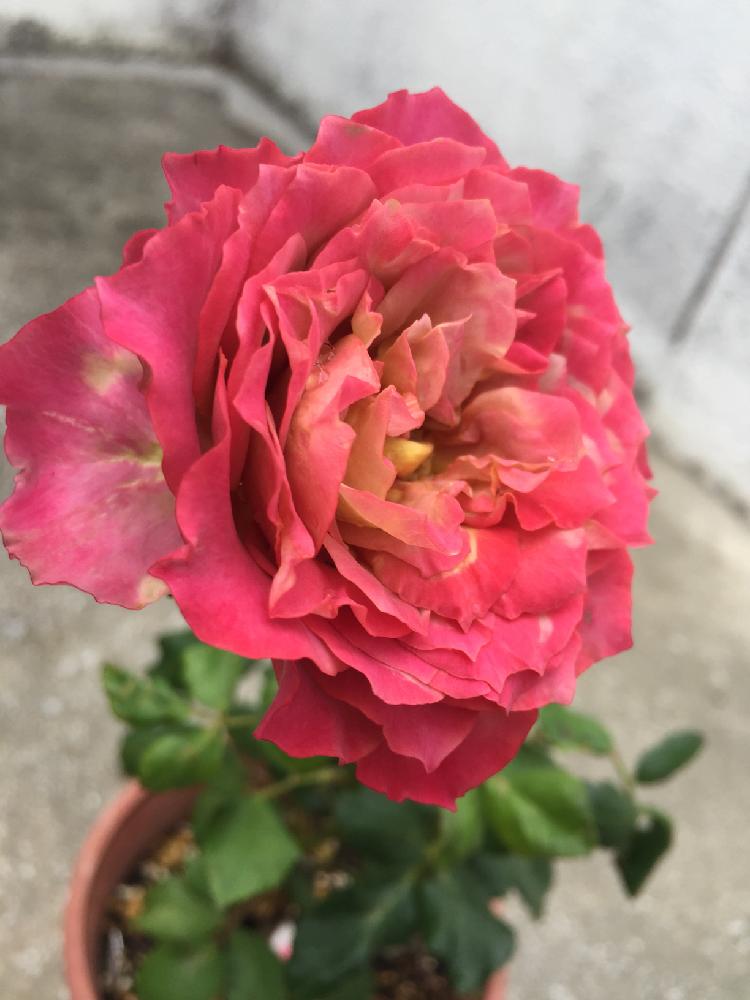 バルコニー/ベランダの画像 by みんみさん | バルコニー/ベランダと花のある暮らしと薔薇が素敵と薔薇♪と薔薇大好きとバルコニスト