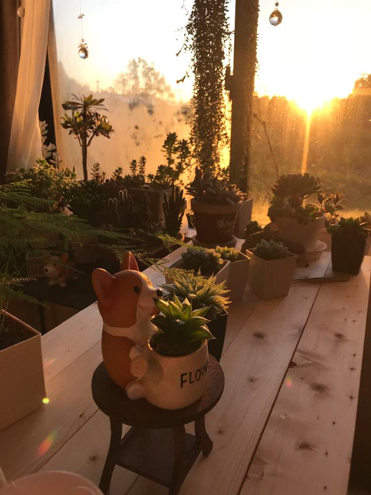 部屋の画像 by こまねこさん | 部屋とコポーと幸せな時間と多肉植物と晴れ