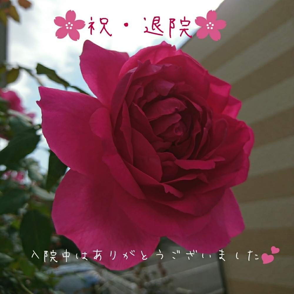 小さな庭の画像 by さば*さん | 小さな庭と薔薇パレードとバラ パレードと薔薇♪とバラ・ミニバラとロザリアン