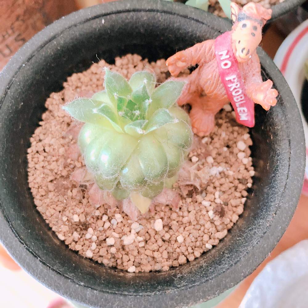 部屋の画像 by すぅさん | 部屋と植物だいすきと生命の不思議とちょっとフシギちゃん