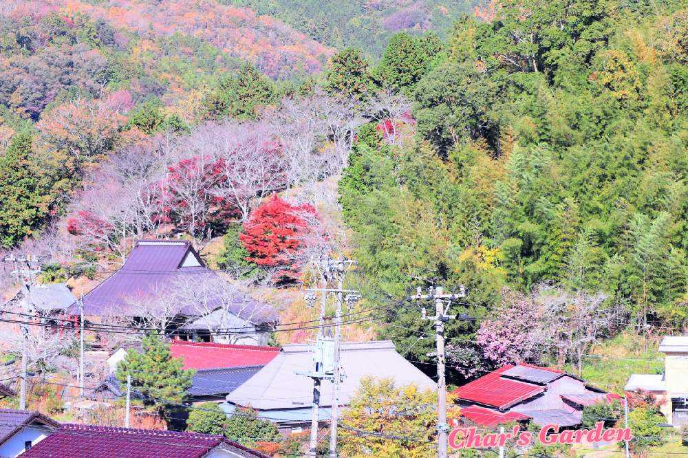 の画像 by チャーさん | 山里と里山歩きと紅葉(こうよう)と季節の便りと晩秋と小春日和とチャーさんのリポートとチャーさんの 里山歩きと里山の風景とノハラー