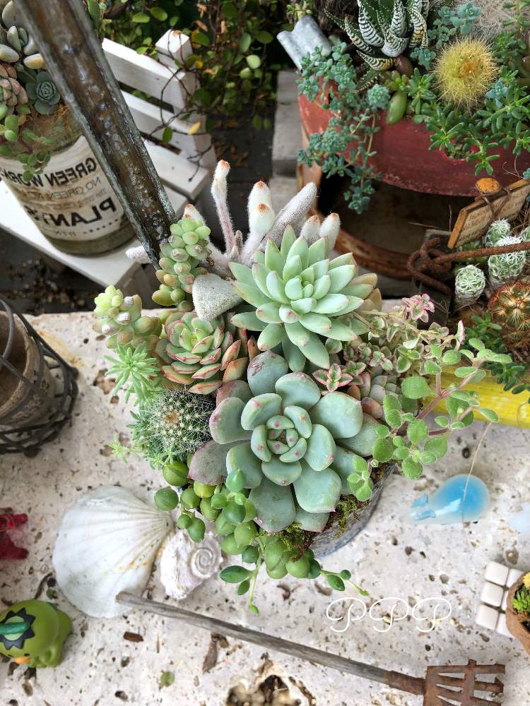 エントランスの画像 by しぼぼさん | エントランスとぼたんさんの寄せ植えと植中毒と今日の一枚と多肉女子とタニラーとpppと寄せ植え大好きと多肉寄せ植え