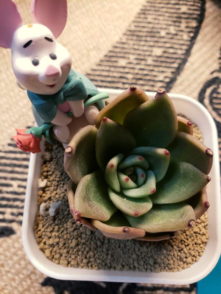 部屋の画像 by Yukiさん | 部屋とピグレットと多肉植物とppp