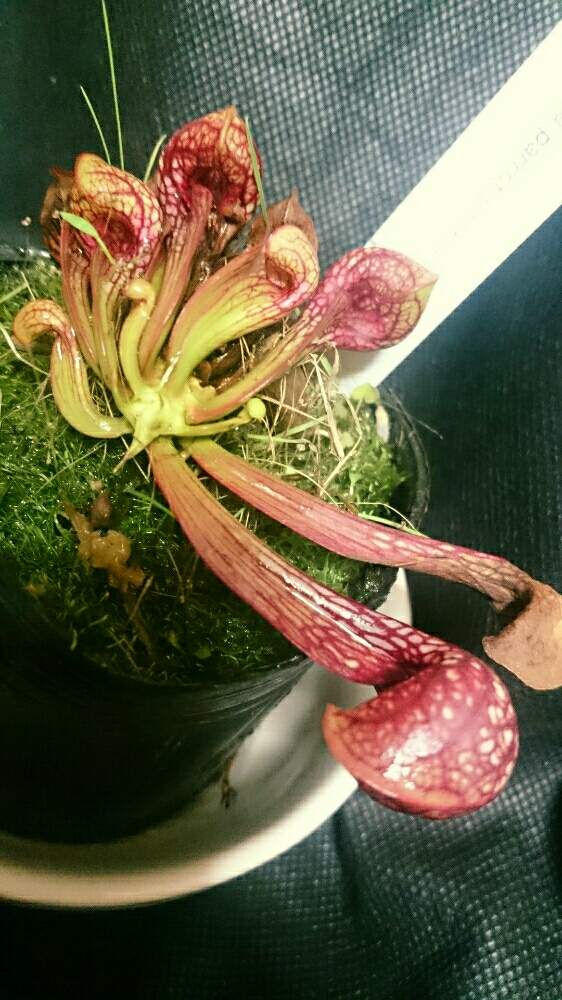 部屋の画像 by sword-tさん | 部屋とサラサニア プシタシナとプシタシナとサラセニア、と食虫植物とプシタシナーとGS映えとGS日和と植中毒と私は、虫とグリスナ映えと食虫毒とサラセニアと珍奇植物とがばいと食虫植物 サラセニアとプシタシナ愛好会とサラリーマン編とサラセニア科と食虫植物広め隊