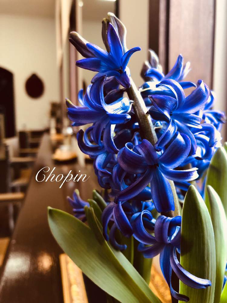 の画像 by Chopin(ショパン)さん | ヒヤシンスとインドアグリーンとグリーンインテリアと美容室とヒヤシンス鉢植とGS映えとインテリアと植物とヒヤシンスの花と美容院と花のある美容室とヒヤシンス❇︎と投稿200記念とグリーンスナッパーとインテリアグリーンとiPhone撮影と青い花マニアとヒヤシンスの甘い香りと青い花と平成最後の冬と窓辺の植物たちと『秋植え球根』フォトコンテスト