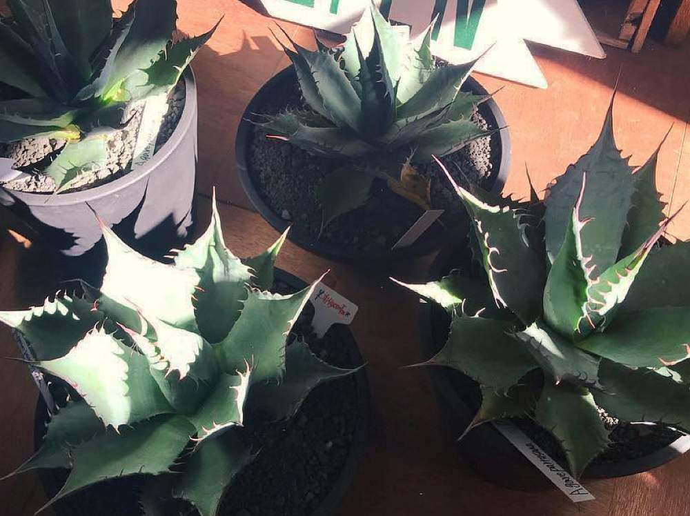 の画像 by CLUTCH FURNITUREさん | アガベとアガベ パラサナと多肉植物と黒プラ鉢と植物と暮らすとネットショップと観葉植物と植物のある暮らしと男前植物とボタニカルライフとグリーンのある暮らしと黒プラ鉢ある生活とプラ鉢とアガベ・パラサナ☆と珍奇植物と珍しい植物と神戸とボタニカルショップとビザールプランツとアガベ属