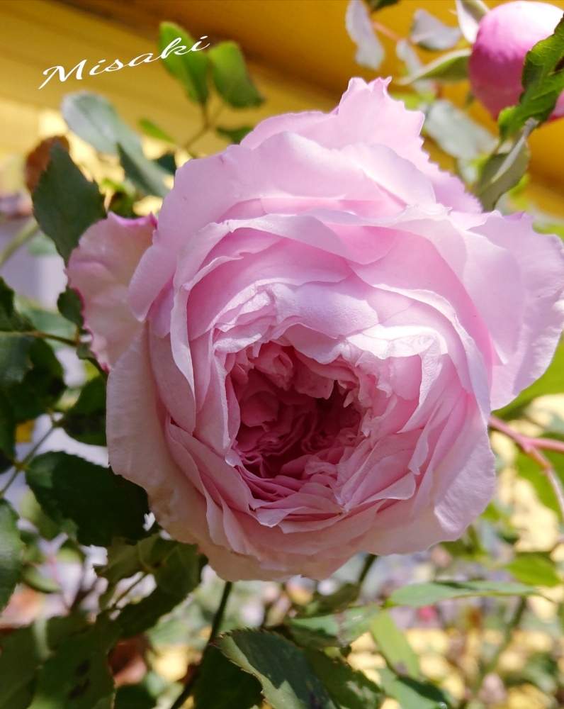 小さな庭の画像 by YUMIKOさん | 小さな庭とスマホ撮影と薔薇愛同盟と2018 Yumiko's garden薔薇と花が好き❤と薔薇に魅せられてとみさき バラと大好きときれいと植中毒と薔薇が好き❤と鉢植えといい香りと花のある暮らしと薔薇♪とかわいいな♡といい色♡と香りのバラと素敵