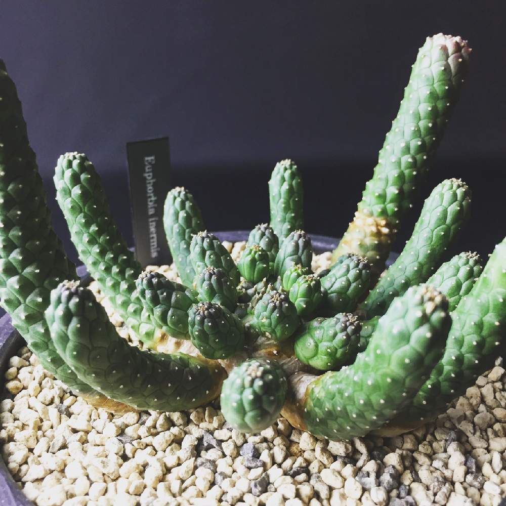 部屋の画像 by tomさん | 部屋とユーホォルビア イネルミスと Euphorbia inermisと雪に負けないと地震に負けない道産子魂と植中毒と今日の一枚と北の大地からと多肉植物とサボテンと塊根植物とタニラーと珍奇植物と多肉多肉多肉多肉多肉‼とバルコニスト