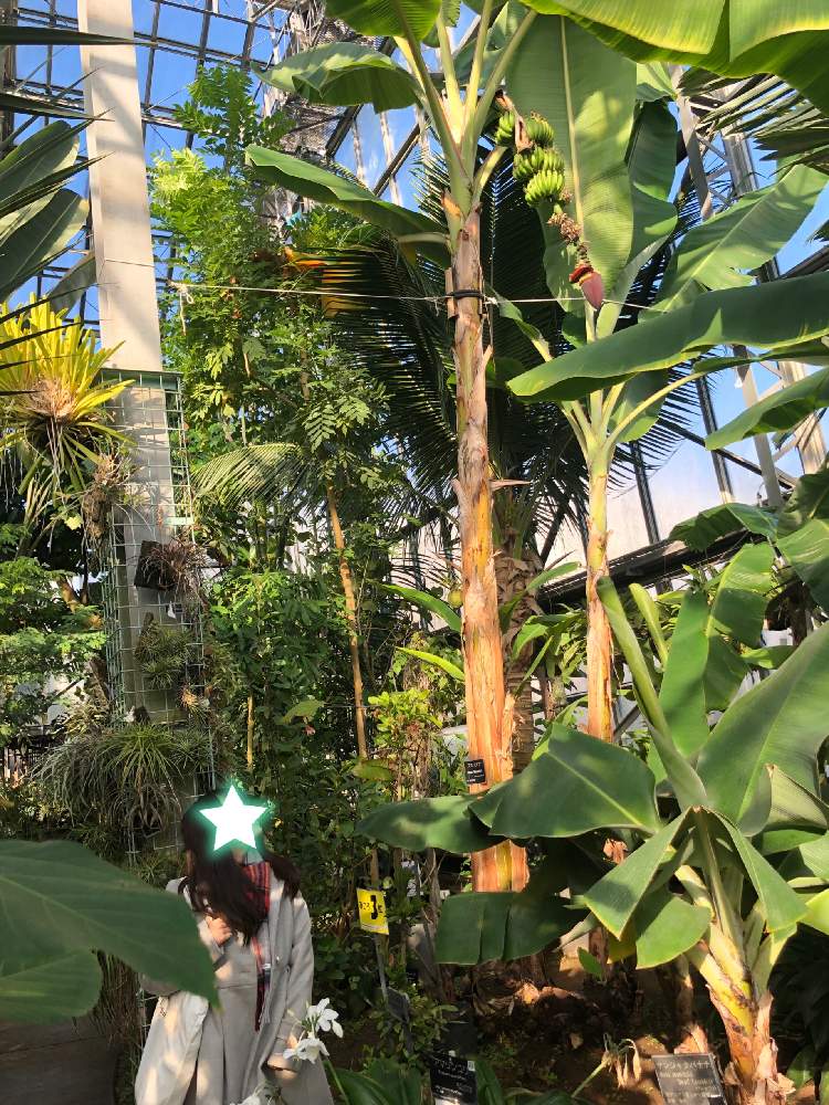 お出かけ先の画像 by クリスタルさん | お出かけ先とバナナと植物園とつくば実験植物園と植中毒