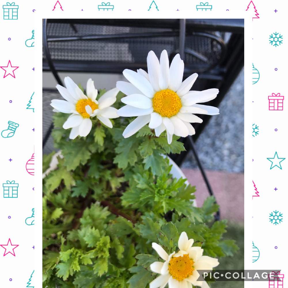 小さな庭の画像 by もんちっちさん | 小さな庭とノースポールと花のある暮らしと鉢植えとエアコン室外機の上