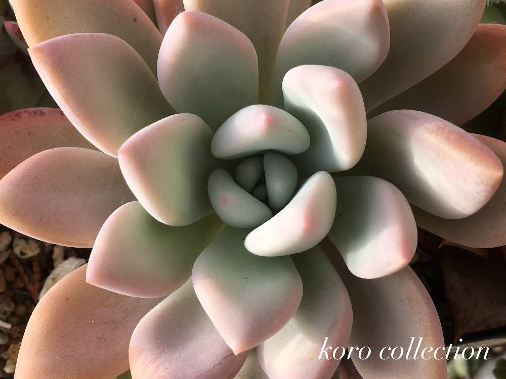 バルコニー/ベランダの画像 by koroさん | バルコニー/ベランダとオパリナと多肉植物と埼玉ンズ倶楽部とダルマん出動と植中毒とタニラーと埼玉タニラーとkoroの温室
