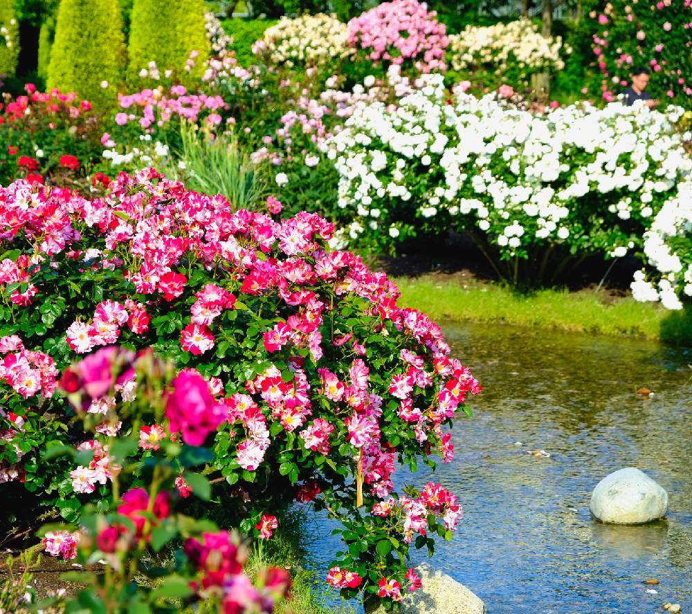 お出かけ先の画像 by ピッチさん | お出かけ先とばら バラ 薔薇とフジノンレンズXF 80mm R2.4 Macroとトラマルハナバチ♪とお宝画像とばら 薔薇 バラとバラ・ミニバラとなばなの里となばなの里 バラ園