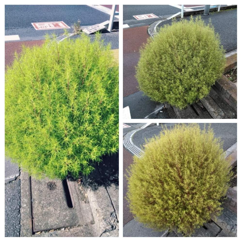 お出かけ先の画像 by たれぱんだ7号さん | お出かけ先とコキアとスマホ撮影とど根性コキアと植物のある暮らしとまんまると紅葉する気なし?とコンクリートのすき間から
