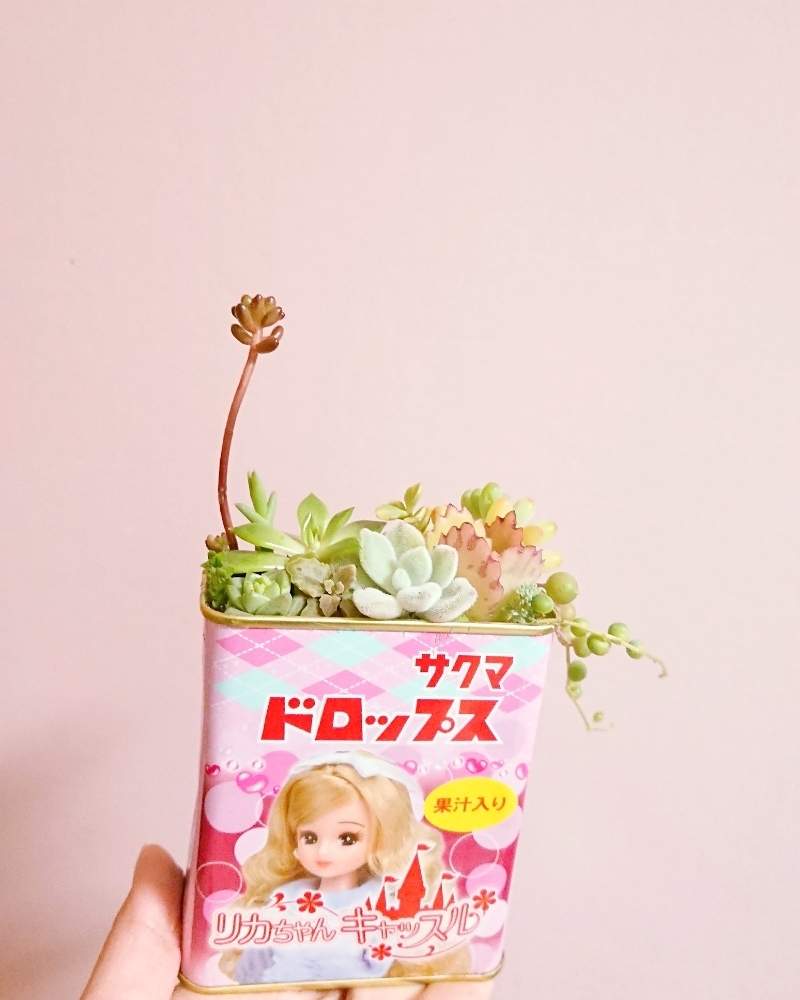 部屋の画像 by ユニコさん | 部屋とワカミドリとポーチュラカリア品種不明と子宝草とプロストラースツとグリーンネックレスとジェイドポイントと桜竜とエケべリア緑牡丹とフロスティーと乙女心と多肉大好きとリカちゃんと癒し空間と趣味とリメ缶・リメ鉢とガーデニングと多肉寄せ植え