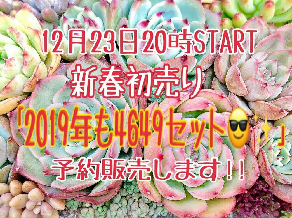 小さな庭の画像 by bizarrefarmさん | 小さな庭と多肉植物と植物屋とGardenと植物のある暮らしと韓国多肉と道の駅とbizarrefarmとビザールファームとbotanicalとbizarreとplantsと塊根植物と4649セットとgreenとリメイク缶といちごの里よしみとGreensnapと新春初売りとリメイク鉢とEcheveriaとsucculent