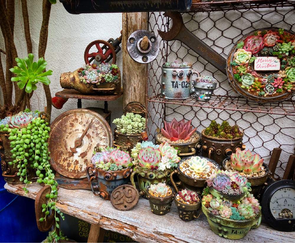 小さな庭の画像 by ikuraさん | 小さな庭と多肉植物と多肉小屋とtanitenと寄せ植えとbizarrefarmとGS映えとスチパン缶と多肉リース寄せとNikonoma作品とスチパン鉢ともりもりと韓国苗と豆スチパン鉢と古道具と秘密基地とジャンクガーデンとスチタン鉢とbizarre苗とサビタン鉢とお庭と暮らす