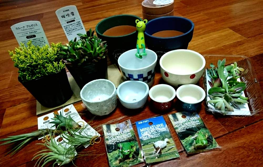 部屋の画像 by かえるさん | 部屋とおちょこと多肉植物と観葉植物とHCと上手く育つかなぁ~((( ;゚Д゚)))と勉強あるのみ??と100円SHOPの鉢とHCにて…多肉ちゃん発見と動揺が隠しきれない(笑)と初めてのエアプランツと狭い場所とカエルの置物と花のある暮らしと誘惑に負けてしまったと100均植物
