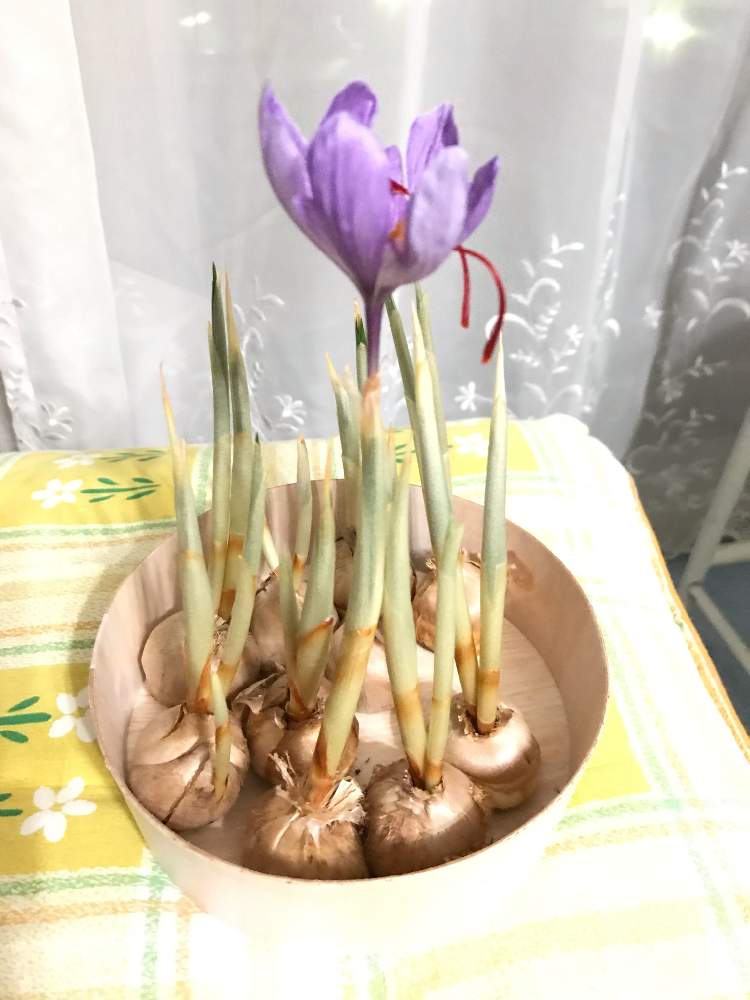 部屋の画像 by ピサさん | 部屋とサフランとHTCとサフラン土無し水無しで咲く!と植中毒と多肉女子とタニラーとこの色好きと花のある暮らしとHTC社員といい色♡とサフラン球根とバルコニスト