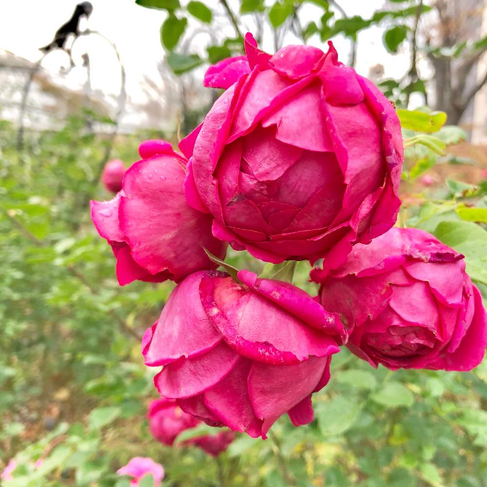 お出かけ先の画像 by wakoさん | お出かけ先と薔薇とバラと秋バラと強香とばら バラ 薔薇と薔薇愛同盟と四季の香りローズガーデンとバラが好きと花のある暮らしと薔薇♪とバラ・ミニバラとやっぱり花が好き♡と香りのバラと四季の香ローズガーデン