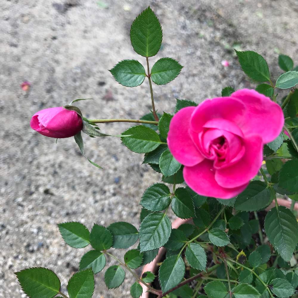 アプローチの画像 by saさん | アプローチとばら バラ 薔薇とエンジェルと花のある暮らしと可愛いピンク色♡とマイクロミニ薔薇