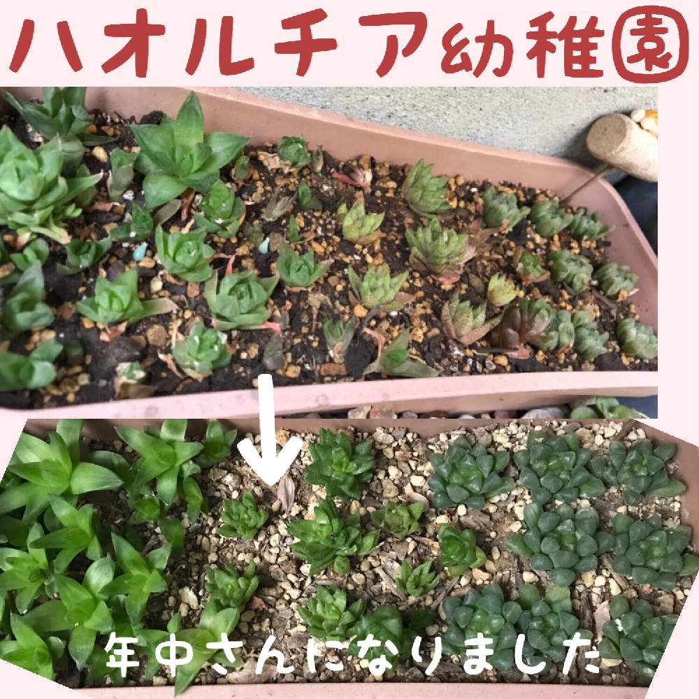 アプローチの画像 by kanoさん | アプローチとハオルチア 京の舞とヘイリンギーとオブツーサと多肉植物と期待♡とオブツーサ。とつやつやと多肉幼稚園とハオルチア属とプランターと明るい日陰と頑張れと珍奇植物と楽しみ〜とかわいいな♡とハオルチア属 京の舞