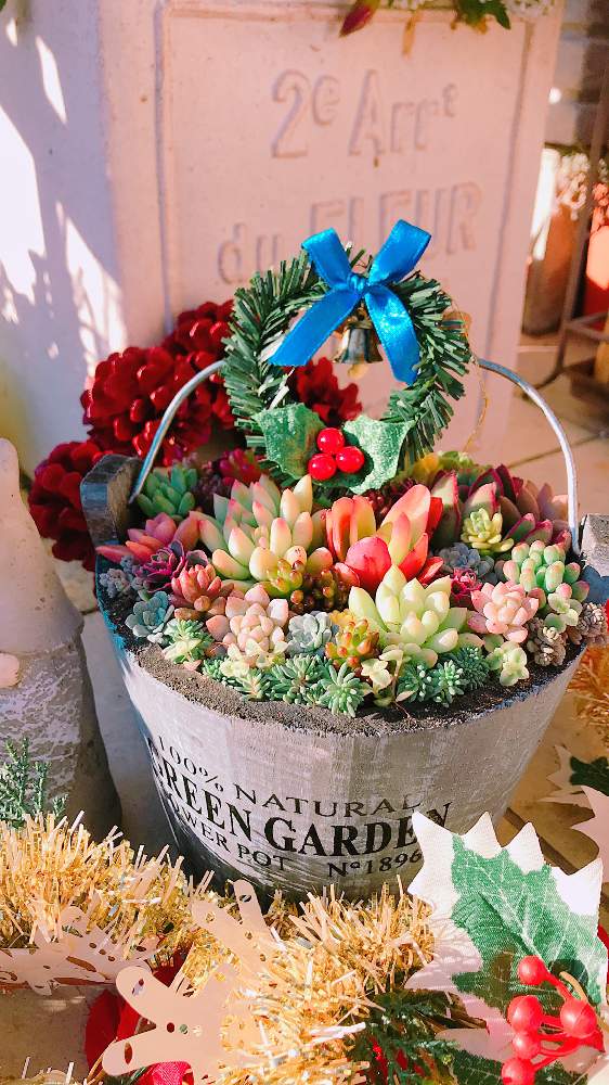 玄関の画像 by tomotomoさん | 玄関と多肉植物とクリスマスツリーとGS本に載るのが夢と寄せ植えと愛知多肉の会と多肉女子とタニラーと可愛いと花のある暮らしとかわいいと多肉寄せ植えとタニク初心者と多肉初心者とクリスマスアレンジとクリスマスとsucculent