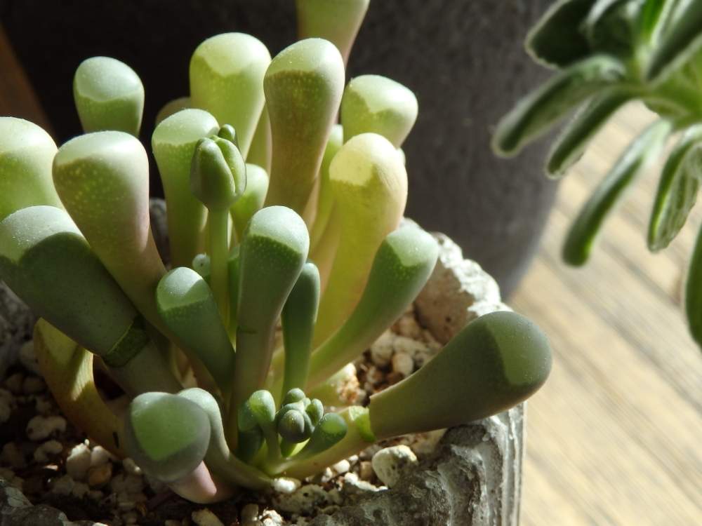 の画像 by カオ子さん | フェネストリア ベビートゥと群玉と多肉植物と無加工と植物=難しいとバッキバキ(꒦ິ⌑꒦ີ)と動き出したとさぁどっちだ!!と植物=楽しいと美!!!!と緑力と腹筋割れてます( ´བ` )
