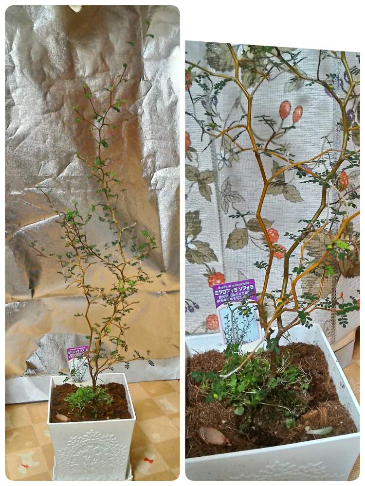 キッチンの画像 by Butterfly☆さん | キッチンとメルヘンの木♥と観葉植物とfeelとお友達募集中とソフォラミクロフィラと八尾feel