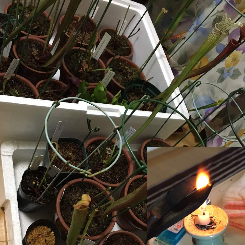部屋の画像 by コウさん | 部屋とサラセニア属と寒さに負けないと植物男子と剪定と寒さ対策と駄温鉢と冬対策と来春が楽しみとサラセニア 交配種と植中毒と不思議とサラセニアと珍奇植物と花のある暮らしと食虫植物 サラセニアと無加温とベランダーとサラセニア科