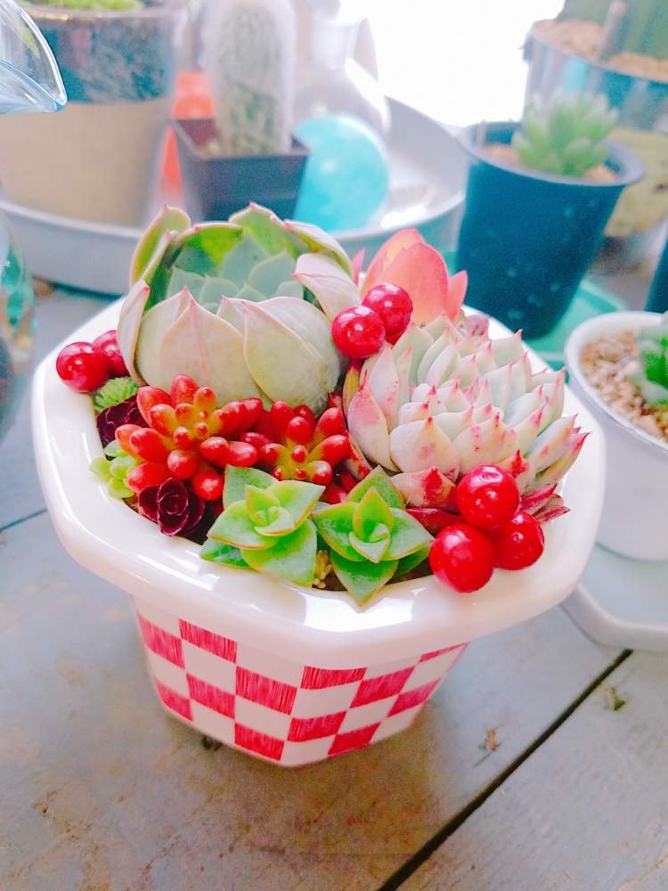 インテリアの画像 by イロドリフカミドリさん | インテリアと多肉植物とボタニカルライフとガーラ和鉢♡と多肉植物寄せ植えとリッチェルと多肉寄せ植えとおうちで自然を感じる