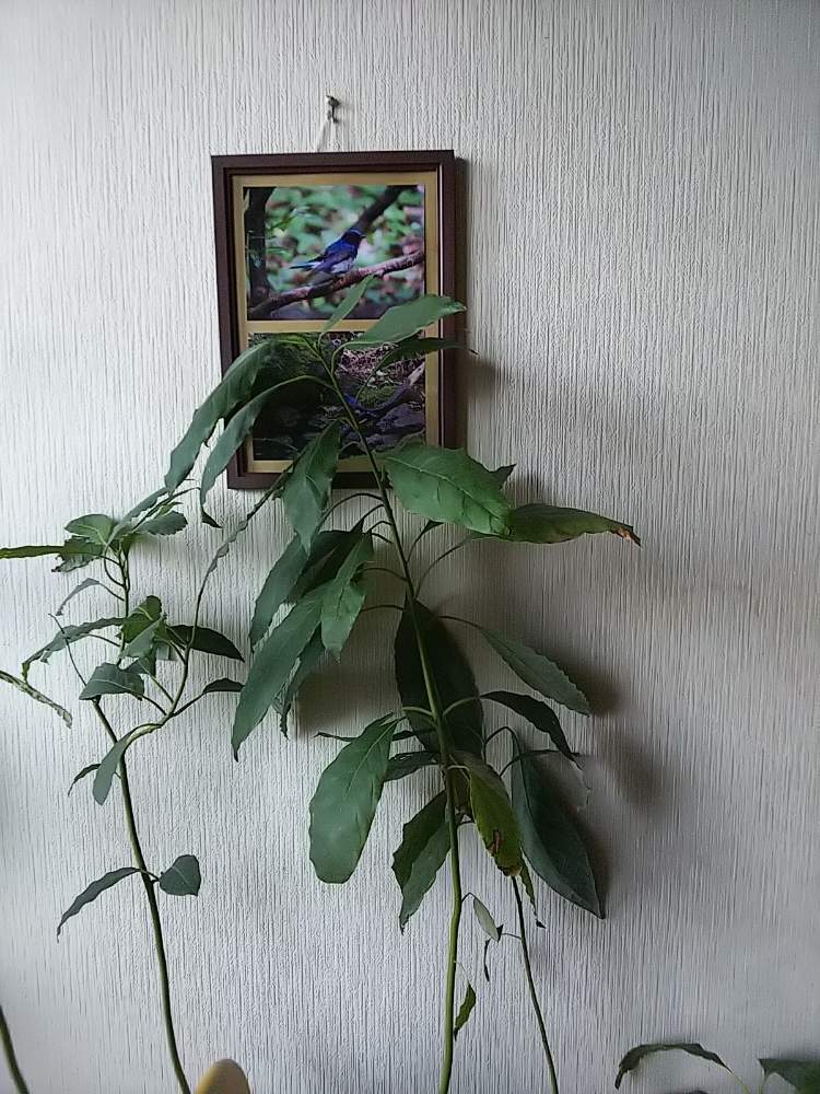 の画像 by Mitunori Yamamiさん | アボカド鉢植えと今日の一枚と鉢植えと成長記録