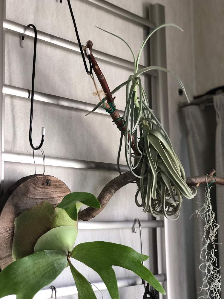 部屋の画像 by zukoさん | 部屋とドゥラティーとビカクシダと着生植物とエアプランツ チランジアと コウモリラン と植物のある暮らしとアップ写真とGS映えと植中毒とgreen green greenとTillandsia.とタニラーとナチュラルスタイルと珍奇植物とビフルツカム とおうちで自然を感じるとインテリアグリーンとエアープランツ/チランジア